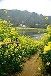 油菜花田