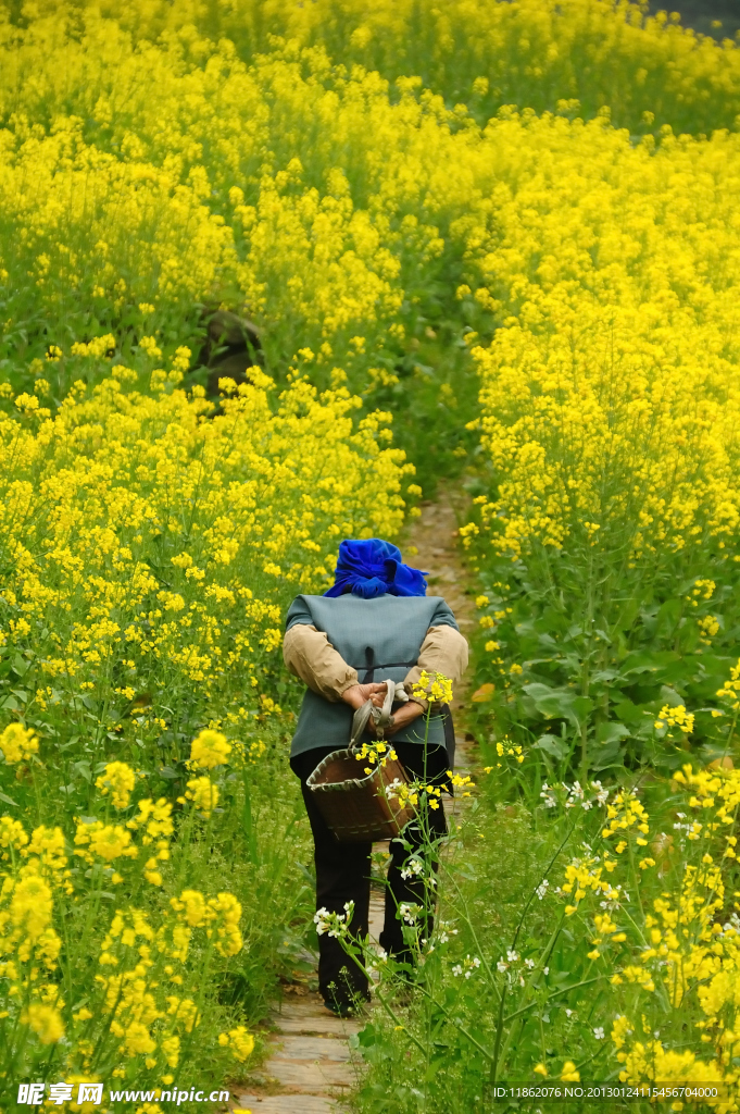 油菜花田里的老人