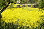 油菜花田地