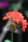 花卉
