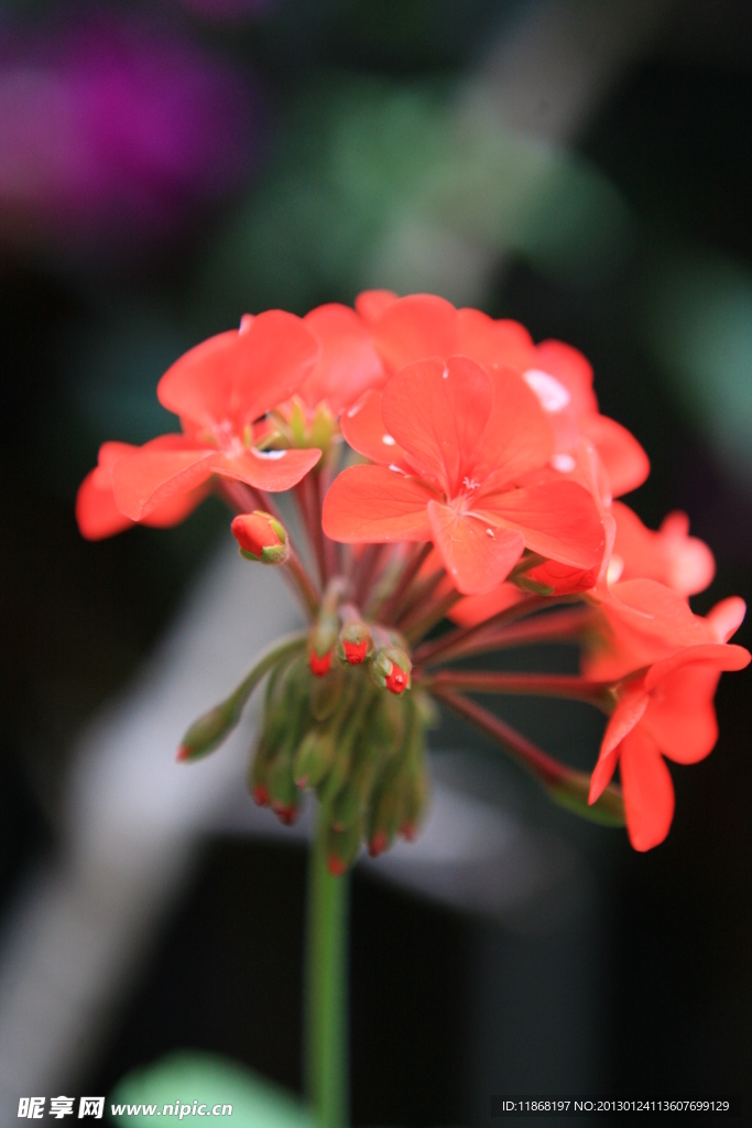 花卉