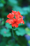 花卉