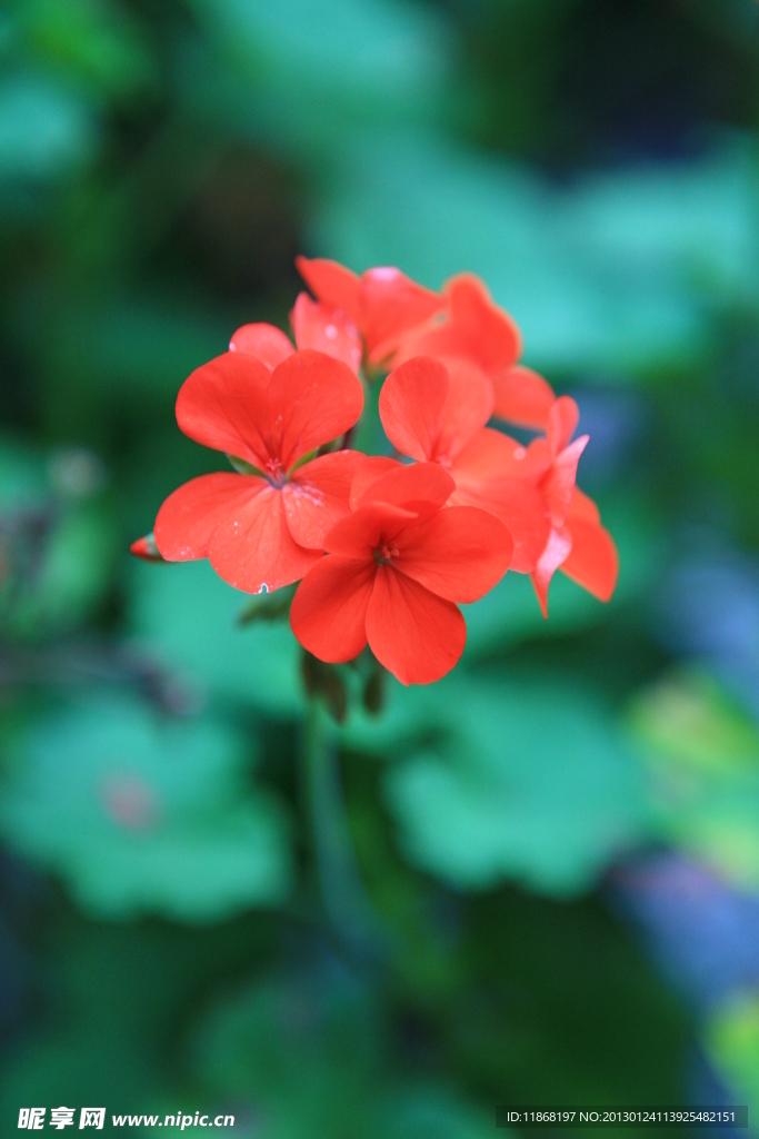 花卉