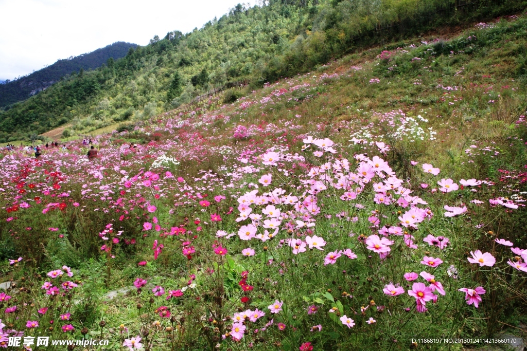 格桑花