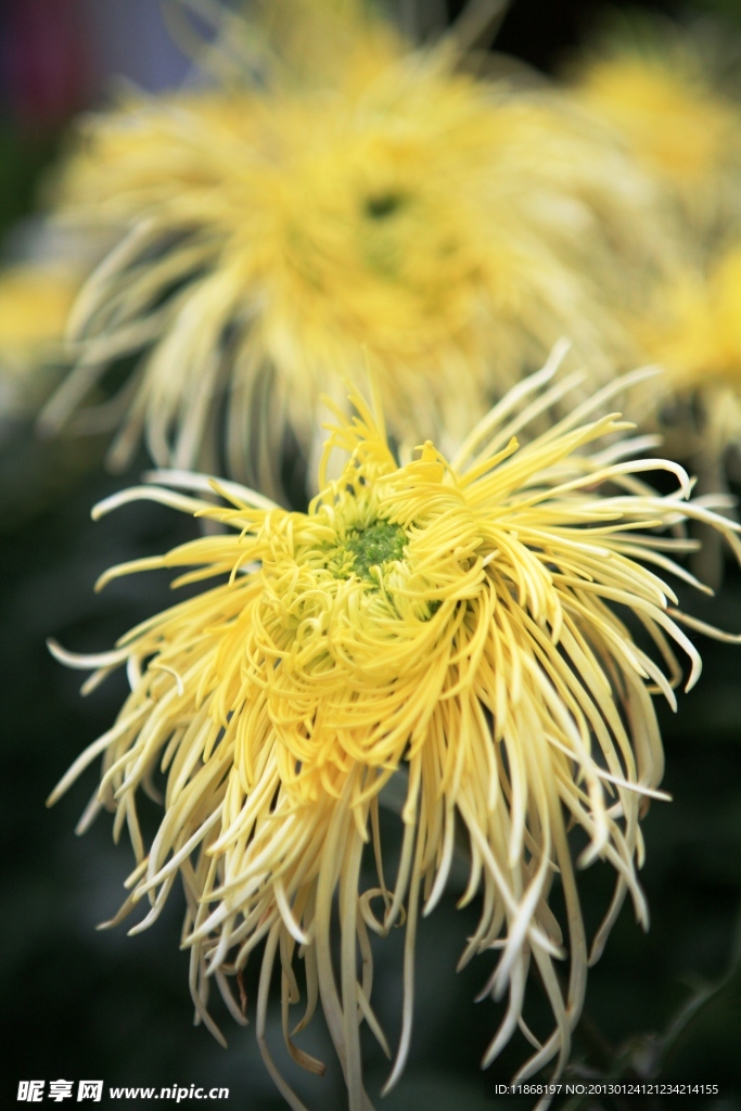菊花