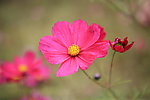 格桑花