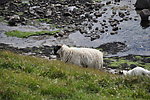苏格兰羊