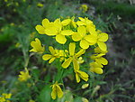 菜花