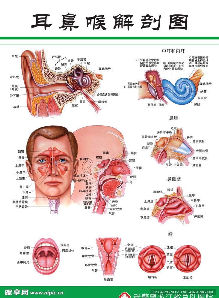 耳鼻喉解剖图