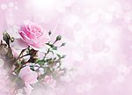 粉色月季