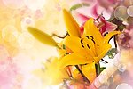 百合花