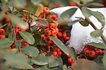 雪里火棘果