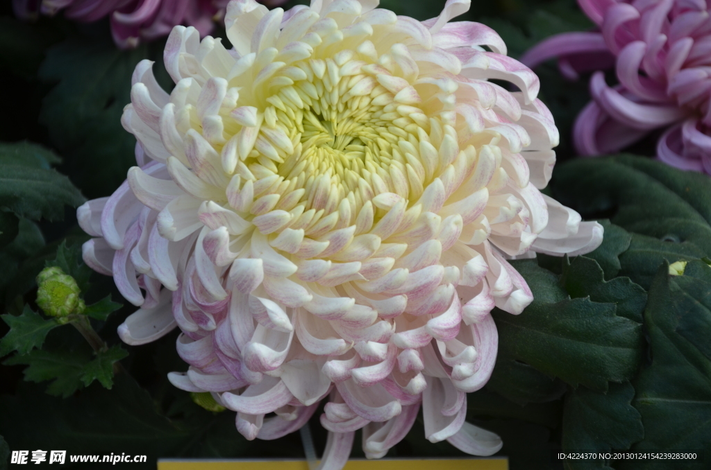 菊花