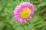 翠菊