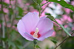 木槿花