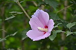 木槿花