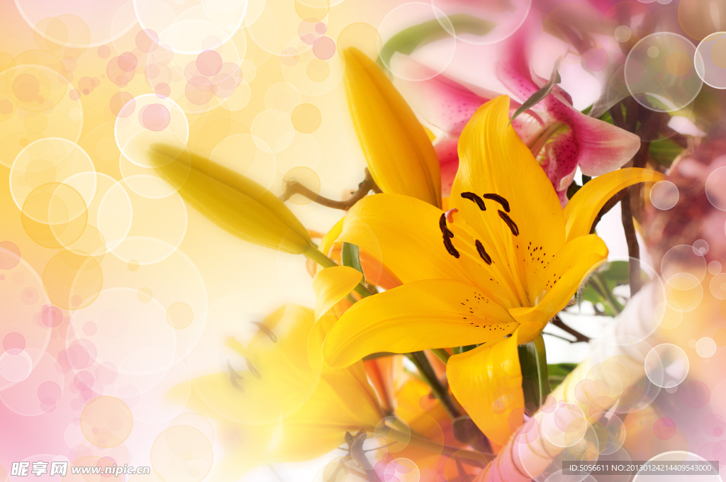 百合花