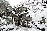 雪景