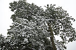 雪景