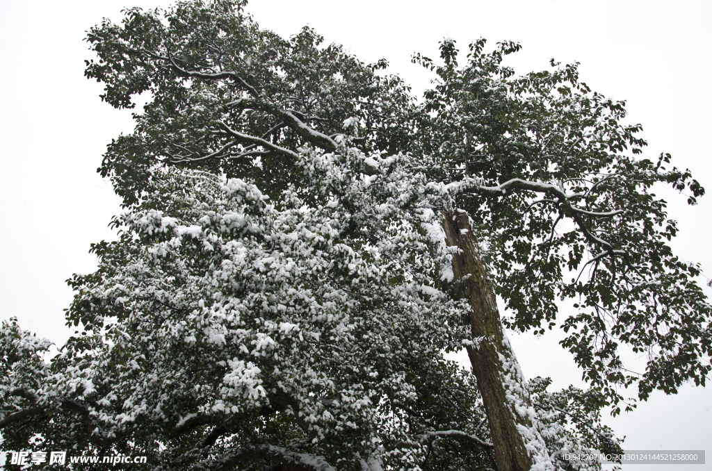 雪景
