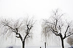 雪景