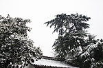 雪景