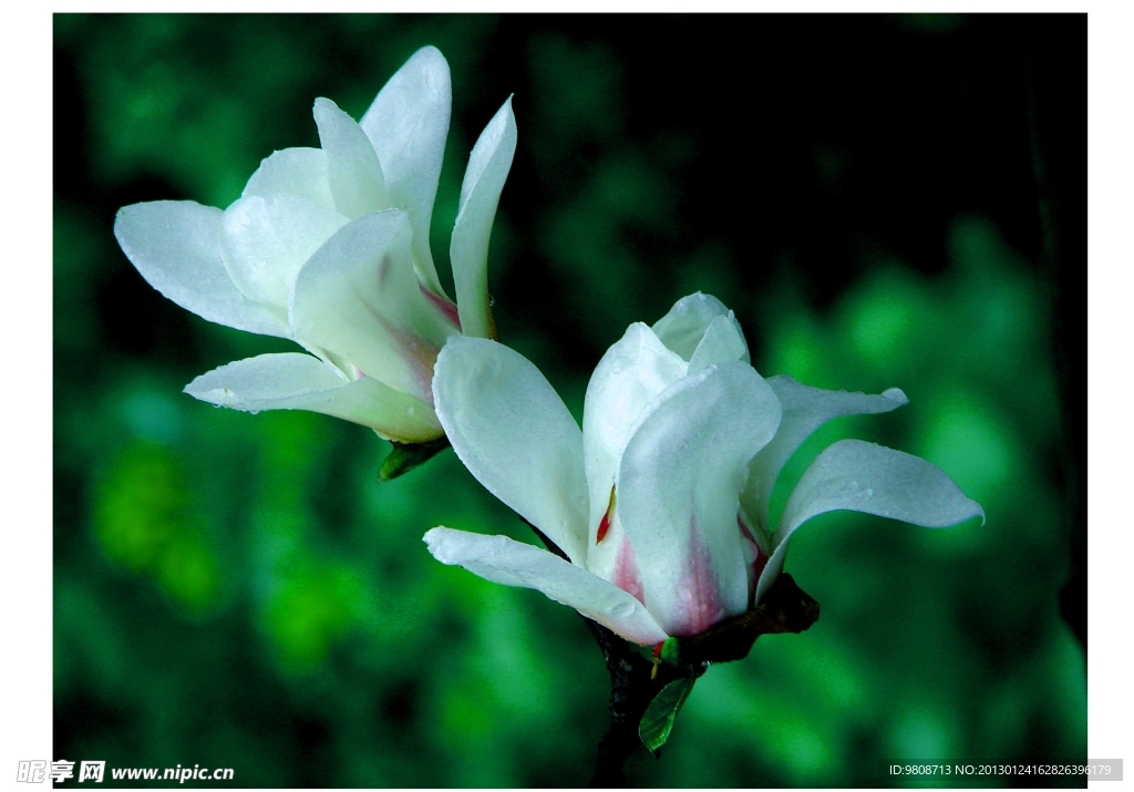 玉兰花