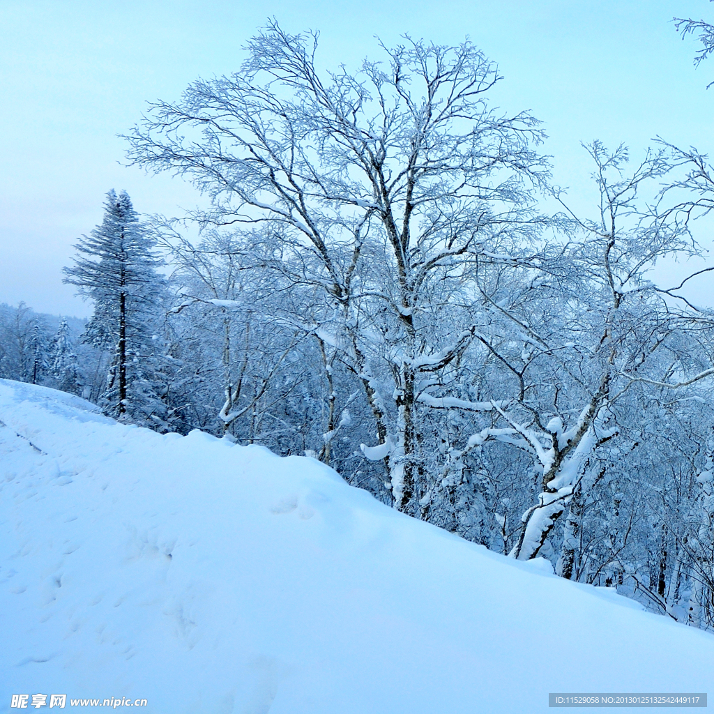 雪树