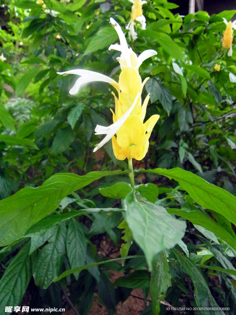 小黄花
