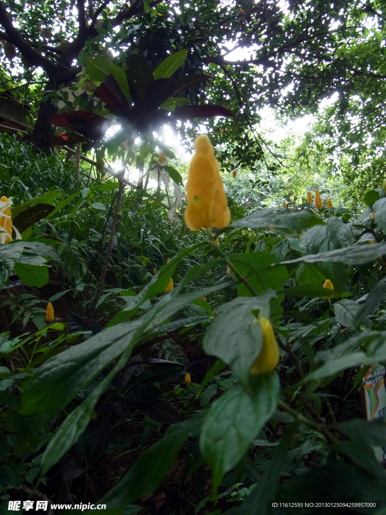 小黄花