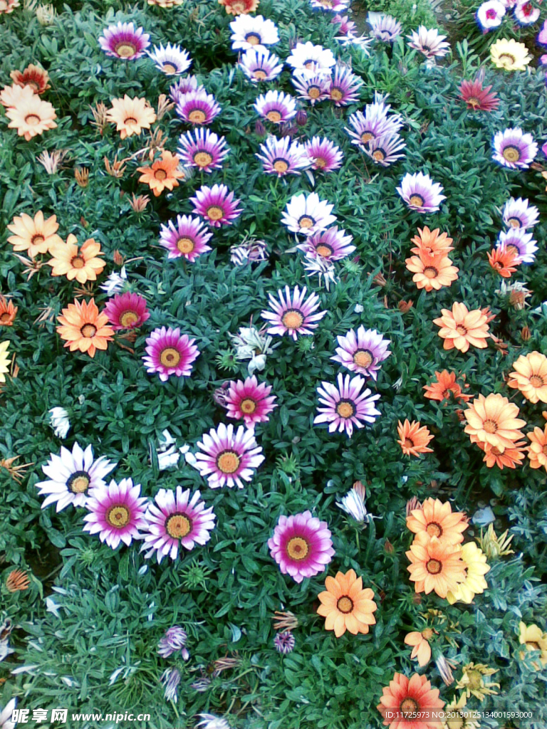 小雏菊