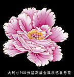 三色牡丹花