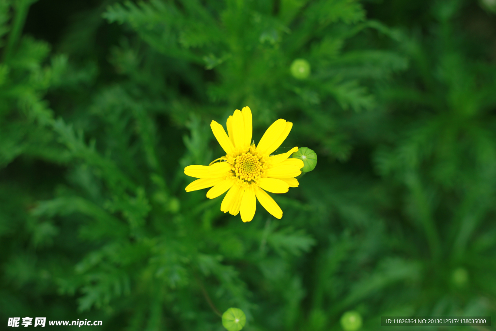 小雏菊