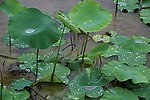 雨 荷