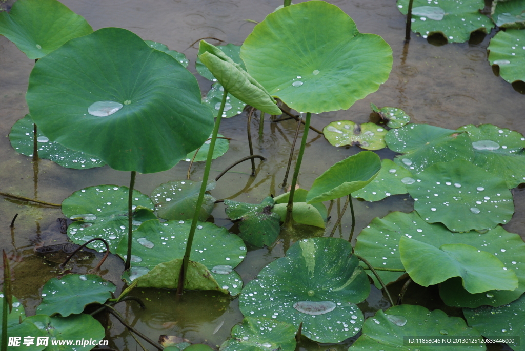 雨 荷