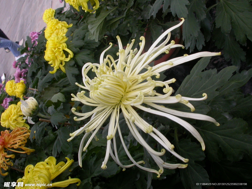 菊花