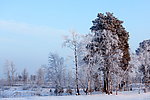 雪景