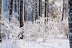 雪景