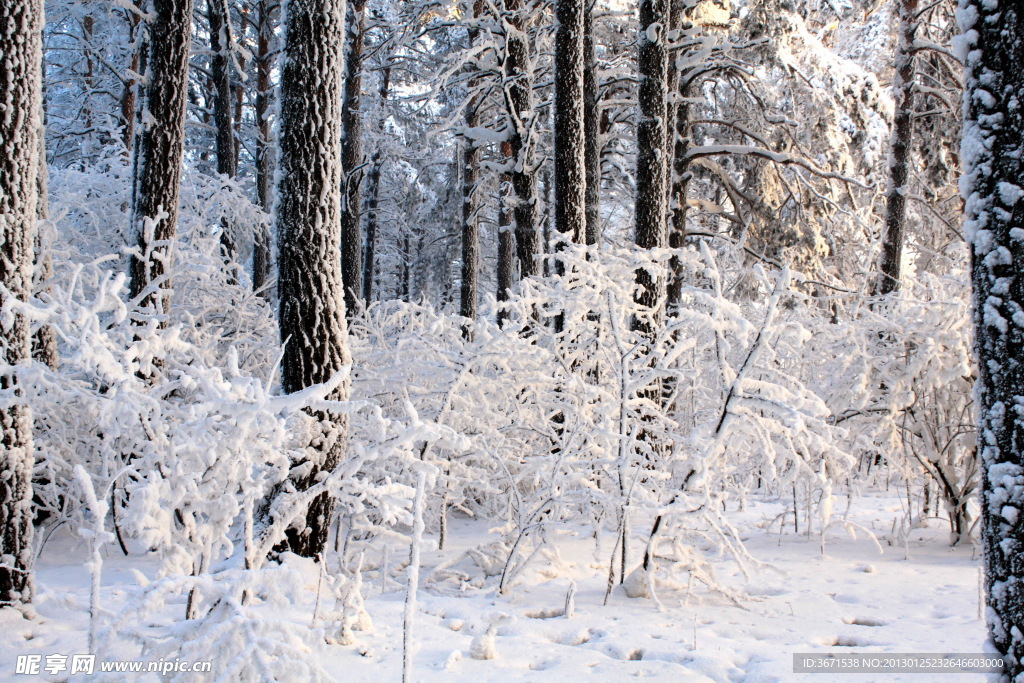 雪景