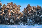 雪景