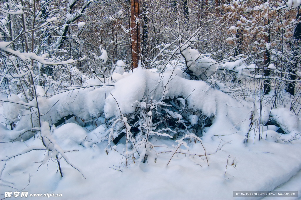 雪景