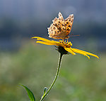 蝶恋花