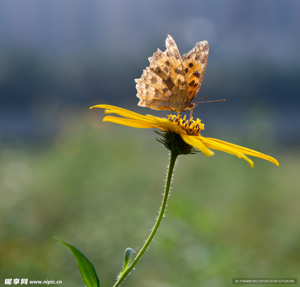蝶恋花