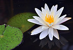 莲花