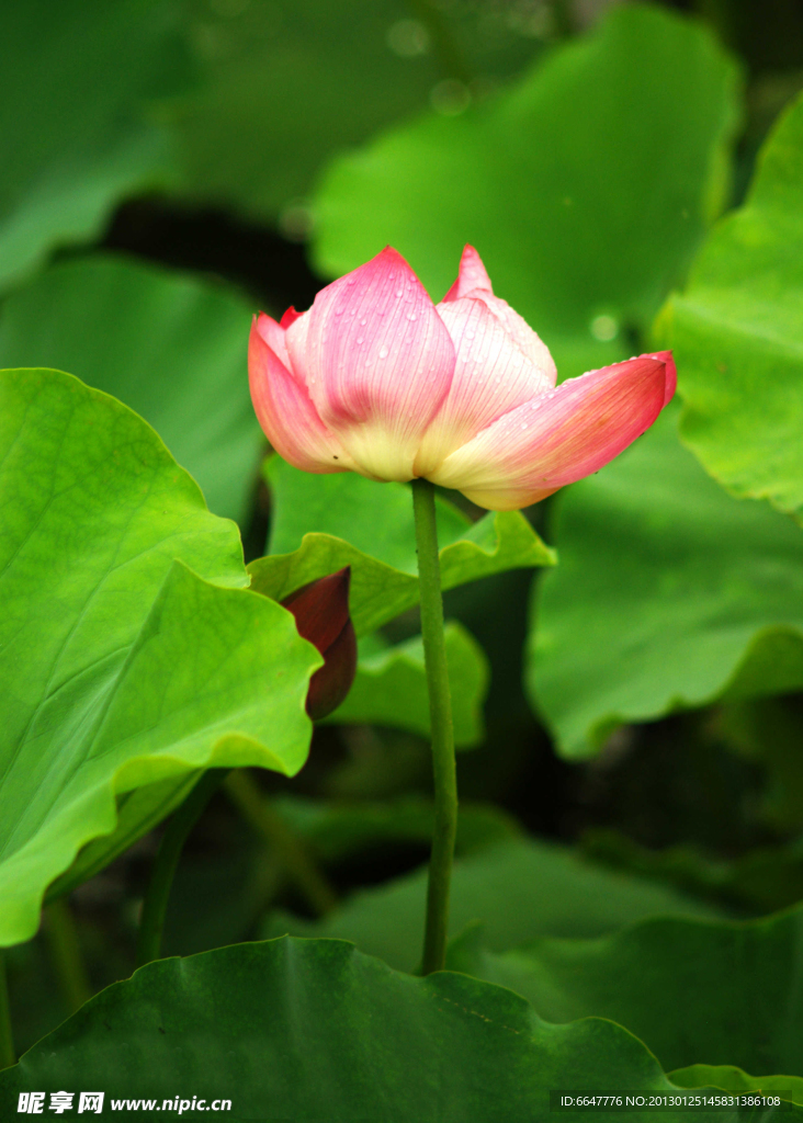 荷花