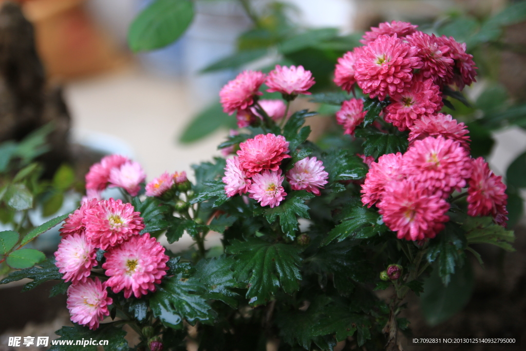 菊花