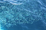 波纹起伏 海水