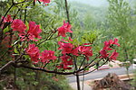 杜鹃花