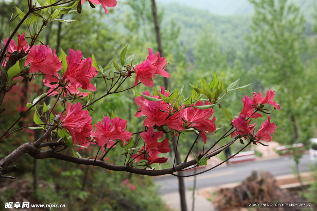 杜鹃花