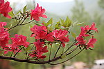 杜鹃花